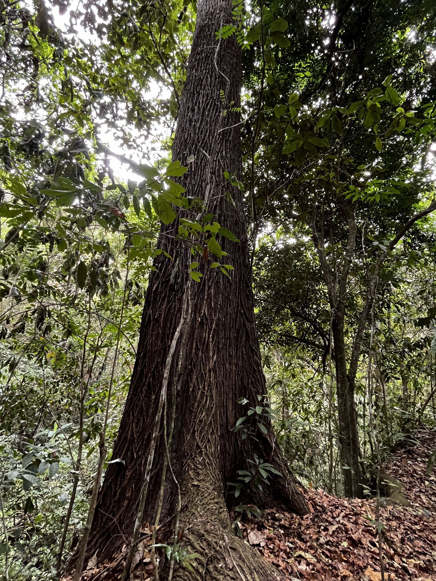 Tronco de un árbol de gran porte en el bosque