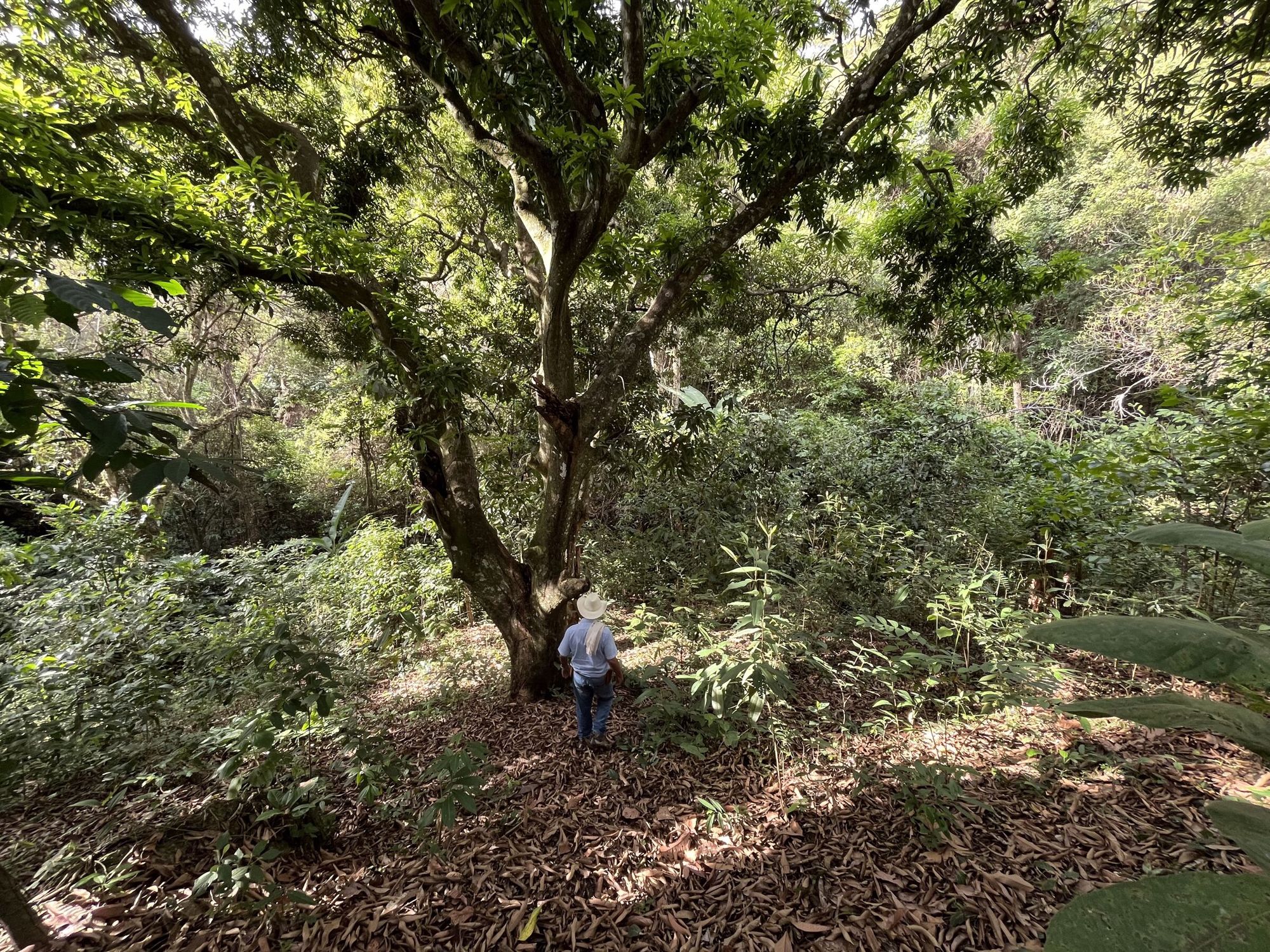 Una persona camina bajo un gran árbol