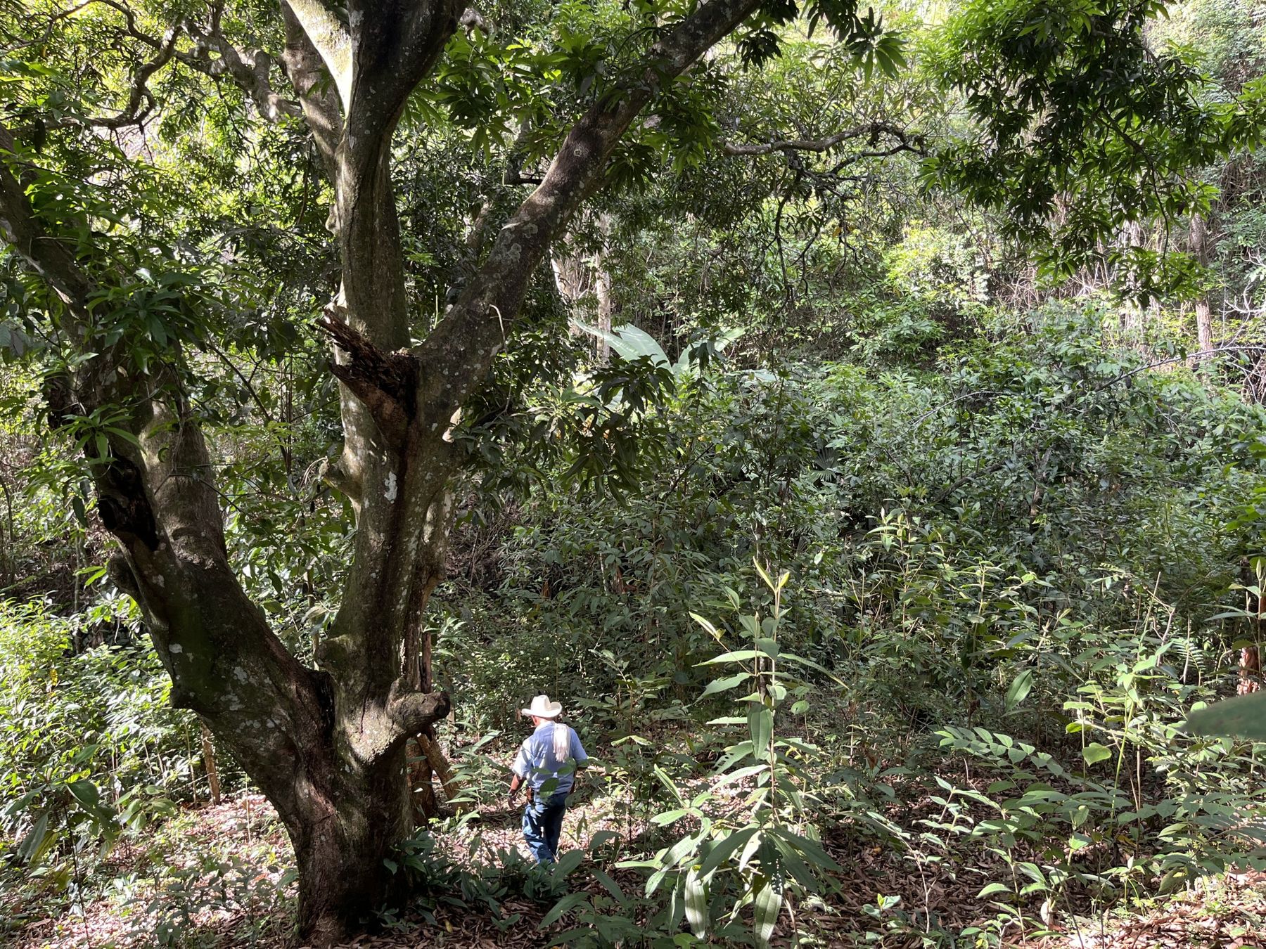 Árbol grande con una persona al pie, para ver la escala