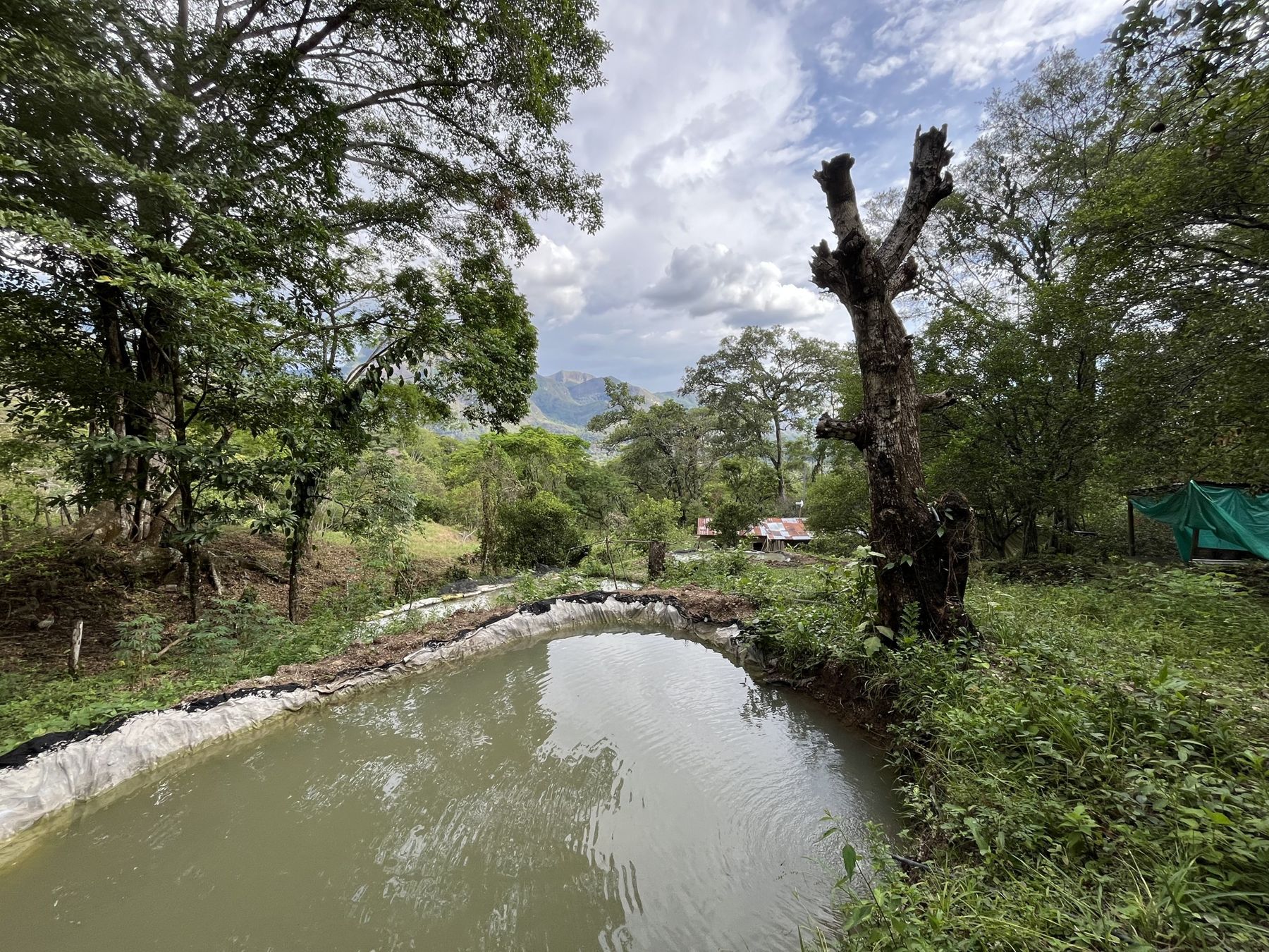 Uno de los tres estanques de peces de la finca